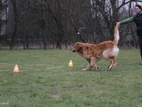 Bendix Obedience Workshop beim VdH Mauer 2016 (87)